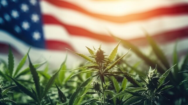 USA American flag with hemp leaf background. Cannabis&nbsp;legalization in united states of America concept.&nbsp;Legal medical hemp plant marijuana.