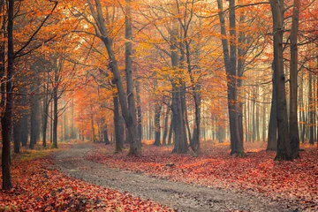 Fotobehang Krajobraz jesienny w lesie, aleja jesienna wśród drzew © anettastar