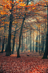 Krajobraz jesienny w lesie, aleja jesienna wśród drzew - obrazy, fototapety, plakaty