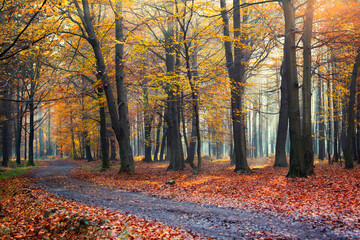 Krajobraz jesienny w lesie, aleja jesienna wśród drzew - obrazy, fototapety, plakaty