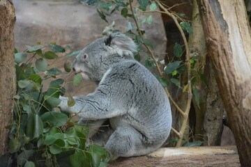 Closeup shot of a cute gray koala on a branch
