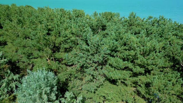 Aerial view of the pine forest and the big blue azure lake sea in clear sunny weather. In the distance high mountains in the clouds. Drone video, camera lift with rotation. Lake Sevan, Armenia.