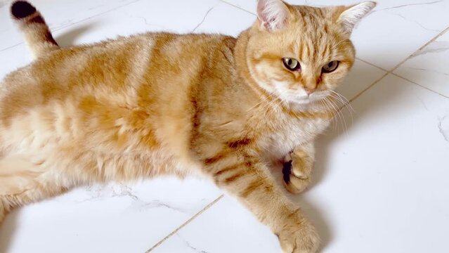 ginger cat lying on the white marble floor in room