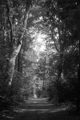 Vertical monochrome shot of the narrow road in the woods surrounded with trees