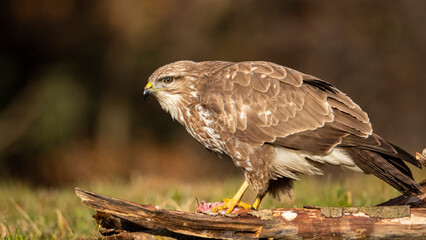Common buzzard (Buteo buteo).
