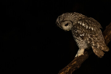Tawny owl. Cárabo común.