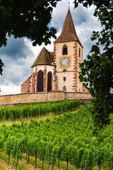 Fototapeta na wymiar Grape vines growing in vineyard in front of French Village of Hunawihr in Alsace France