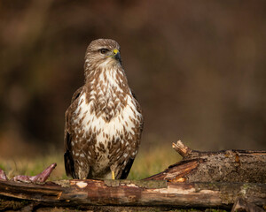 Common buzzard (Buteo buteo).