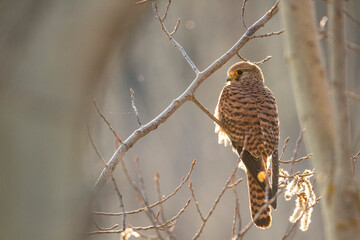 Common kestrel. Falco tinnunculus. Cernícalo vulgar.