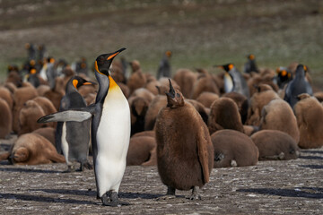 Adult King Penguin (Aptenodytes patagonicus) interacting with nearly fully grown and hungry chick at Volunteer Point in the Falkland Islands.
