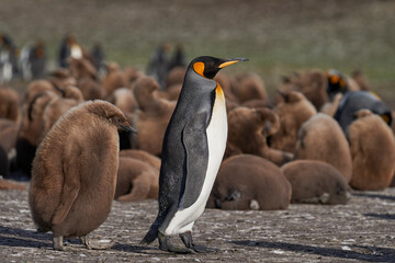 Adult King Penguin (Aptenodytes patagonicus) being followed by a nearly fully grown and hungry chick at Volunteer Point in the Falkland Islands.