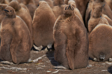 Young King Penguin (Aptenodytes patagonicus) covered in brown fluffy down at Volunteer Point in the...