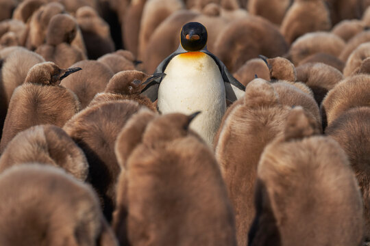 Adult King Penguin (Aptenodytes patagonicus) standing amongst a large group of nearly fully grown chicks at Volunteer Point in the Falkland Islands.