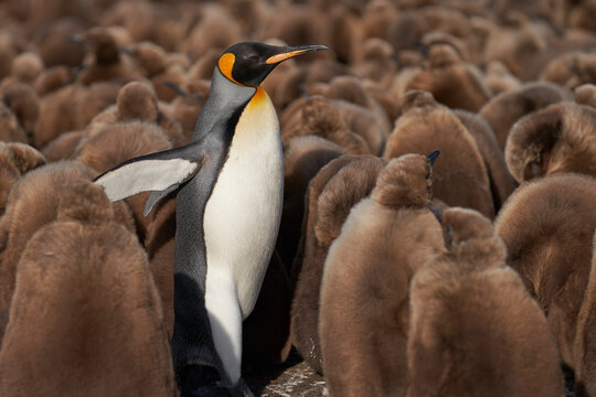 Adult King Penguin (Aptenodytes patagonicus) standing amongst a large group of nearly fully grown chicks at Volunteer Point in the Falkland Islands.