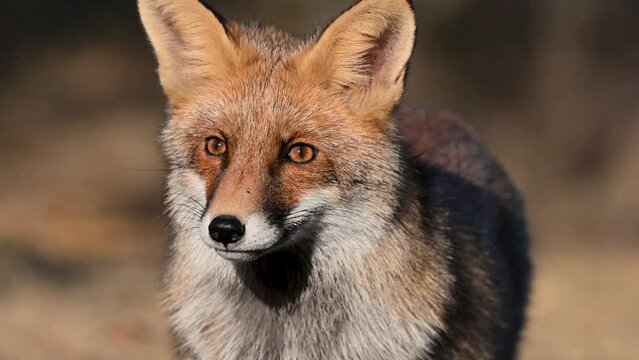 Red fox Vulpes vulpes. Portrait the head red fox on a beautiful background in the wild. The fox looks around. Slow motion. Close up.