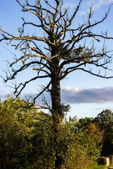 An old tree in the village in a dry state. Against the background of the blue sky, the tree looks unsurpassed, enchanted, flawless.