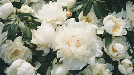 Bouquet of stylish peonies close-up. Beautiful white peony flowers. Close-up of flower blossom petals. Floral wallpaper. Delicate abstract floral pastel background. Generated AI