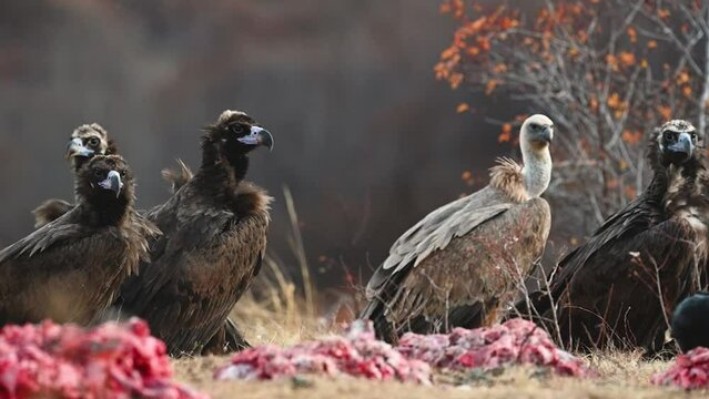Black vulture Aegypius monachus, and Griffon vulture or Eurasian griffon Gyps fulvus. A group of birds. Slow motion. Close up.