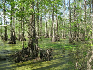 Cypress and Tupelo Tress in Lake Martin Swamp in Louisiana