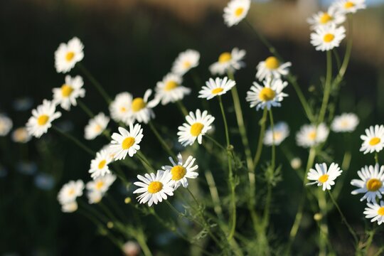 Beautiful view of mayweed in the garden