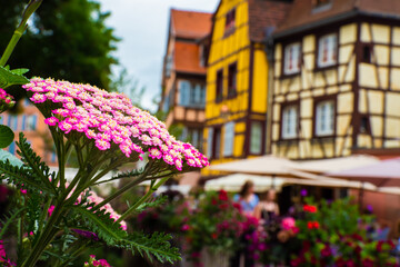 Fototapeta na wymiar The colors of Alsace during Springtime - French fairytale village with spring flowers