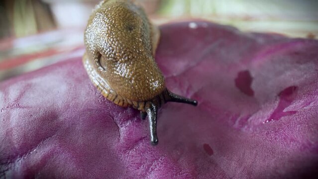 Spanish slug eats red cabbage leaves and moves around. Close-up of Spanish slug, Arion vulgaris. European nature.