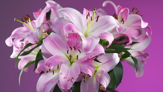 Big bunch of beautiful lily flowers bouquet in a vase. Lillies. Pink lilies rotating. Fresh fragrant lilies over purple background. Holiday backdrop