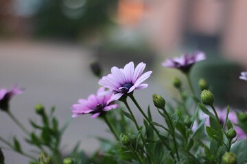 Beautiful view of African daisies in the garden