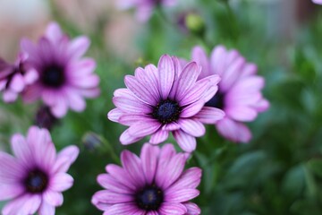 Obraz premium Beautiful view of purple African daisies