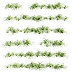 set of agave plants, 3d rendering with transparent background, best for 3d visualization & digital composition