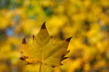 yellow autumn leaves