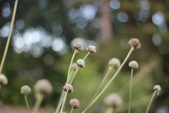 Closeup shot of Chamomile Seeds in a garden during the day