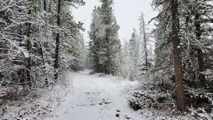 Alberta Outdoors, winter wonderland, snow, forest, Kananskis