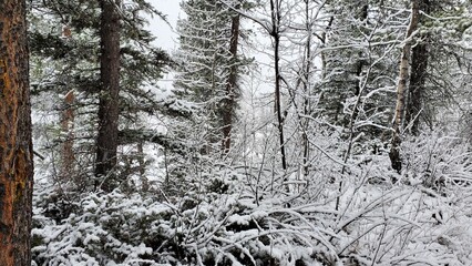 Alberta Outdoors, winter wonderland, snow, forest, Kananskis