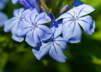 Closeup shot of a blue flower