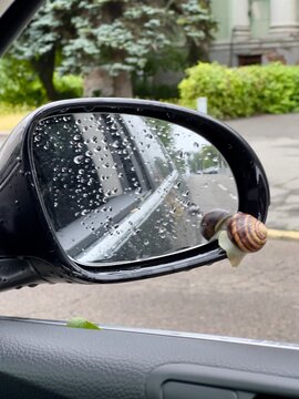 snail on car mirror