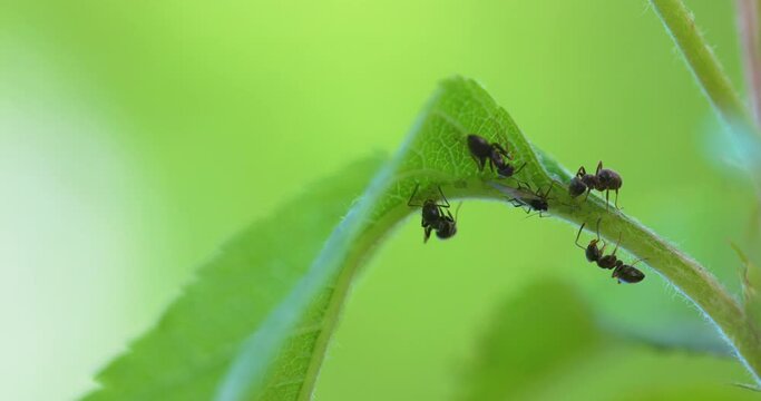 Black Ants care for larvae on the leaves of trees in the garden. Macro wildlife. Small insects are agricultural pests. Green aphids, fly and ant on leaf.
