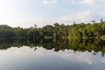 Amazon rainforest reflection: Pristine landscape mirrored in Pracupi river waters in the Marajo archipelago region