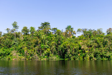 Pristine amazonian beauty: Untouched forest along the Caxiuana river in the Marajo archipelago