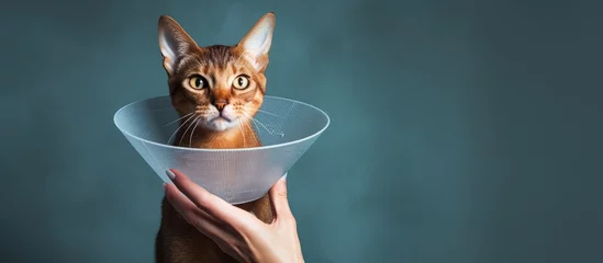 Foto auf Alu-Dibond A responsible owner uses a cone on a blue Abyssinian cat for protection and healing vet recommended care promotes fast recovery Pet care and veterinary for healthy animals Copy space image Plac © Ilgun