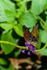 Closeup shot of a butterfly on a purple flower