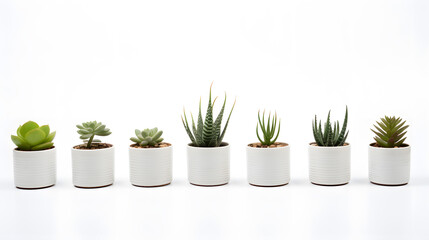 Variety of Succulents in White Pots on White Background