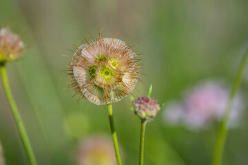 Flowers blooming in the park of Copenhagen Denmark during springtime