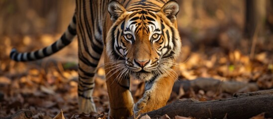A tigress approaches a photographer in Pench tiger reserve Copy space image Place for adding text or design - obrazy, fototapety, plakaty