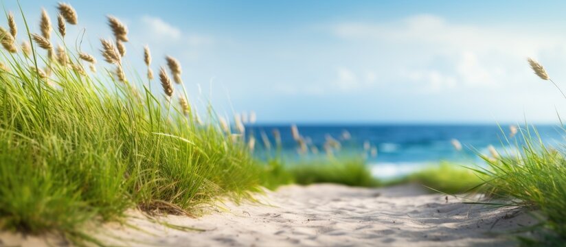 Blurred grass in front of a lovely beach road Copy space image Place for adding text or design
