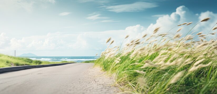 Blurred grass in front of a lovely beach road Copy space image Place for adding text or design