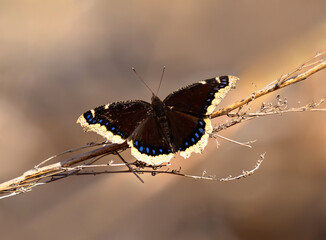 A Mourning Cloak butterfly with open wings resting atop delicate Spring twigs in Colorado.