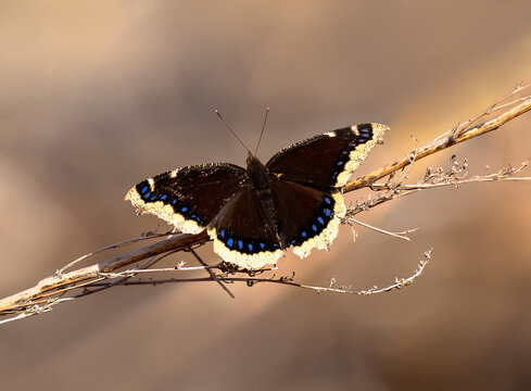 A Mourning Cloak butterfly with open wings resting atop delicate Spring twigs in Colorado.