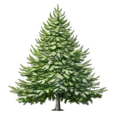 Fototapeta premium Watercolor Pine Tree. Winter Clipart. Winter Theme Element. Hand Drawn Winter Illustrations.