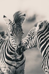 Fototapeta na wymiar Vertical closeup of zebras playing together shot in grayscale